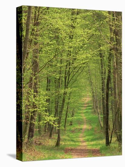 Narrow Path Through the Trees, Forest of Brotonne, Near Routout, Haute Normandie, France-Michael Busselle-Premier Image Canvas