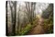 Narrow Path-Danny Head-Premier Image Canvas