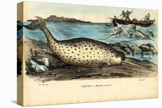 Narwhal, 1863-79-Raimundo Petraroja-Premier Image Canvas