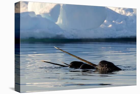 Narwhal (Monodon Monoceros) Showing Tusks Above Water Surface. Baffin Island, Nunavut, Canada-Eric Baccega-Premier Image Canvas