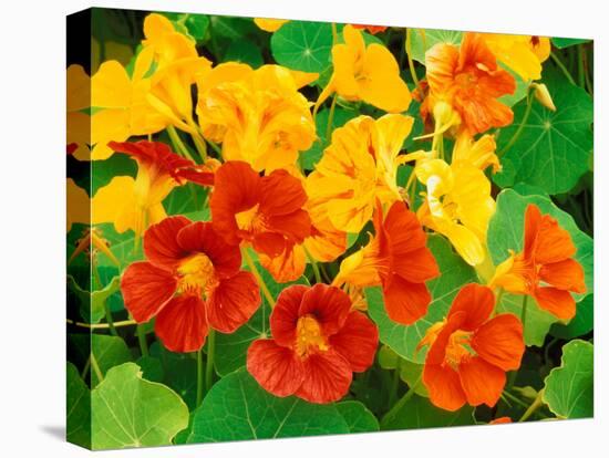 Nasturtium Flowers, Tropaeolum, Seattle, Washington, USA-Adam Jones-Premier Image Canvas