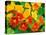 Nasturtium Flowers, Tropaeolum, Seattle, Washington, USA-Adam Jones-Premier Image Canvas