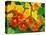 Nasturtium Flowers, Tropaeolum, Seattle, Washington, USA-Adam Jones-Premier Image Canvas