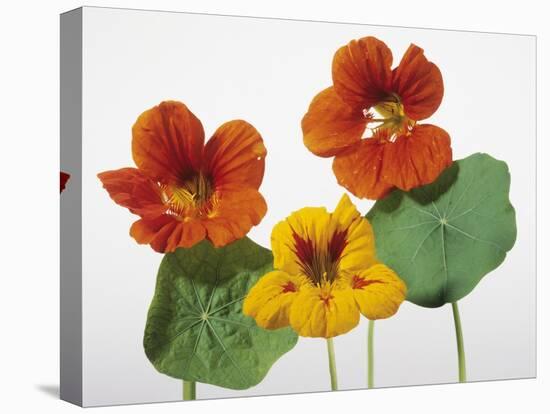 Nasturtium Flowers-null-Premier Image Canvas