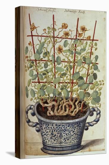 Nasturtium; Indian Cress Scrambling over a Trellis in a Blue and White Pot.  from 'Camerarius…-Joachim Camerarius-Premier Image Canvas