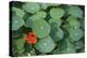 Nasturtium Leaves and Flower-Anna Miller-Premier Image Canvas
