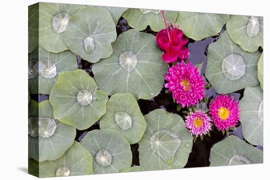 Nasturtium Leaves with Water Droplets-Lee Frost-Premier Image Canvas