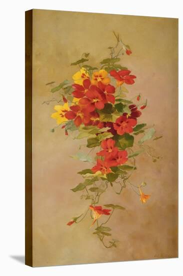 Nasturtiums-Anna Eliza Hardy-Premier Image Canvas