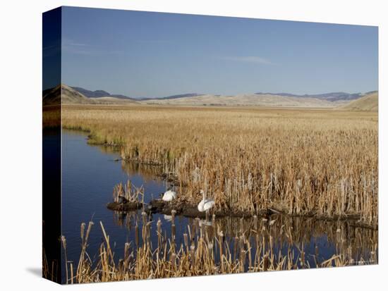 National Elk Refuge, Wyoming, USA, with Pair of Trumpeter Swans at Nest (Cygnus Cygnus Buccanitor}-Rolf Nussbaumer-Premier Image Canvas