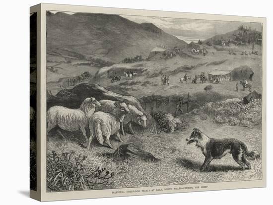 National Sheep-Dog Trials at Bala, North Wales, Penning the Sheep-Samuel Edmund Waller-Premier Image Canvas