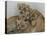 National Zoological Park: African Lion-null-Premier Image Canvas