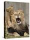 National Zoological Park: African Lion-null-Premier Image Canvas