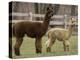 National Zoological Park: Alpaca-null-Premier Image Canvas