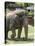 National Zoological Park: Asian Elephant-null-Premier Image Canvas