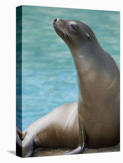 National Zoological Park: California Sea Lion-null-Premier Image Canvas