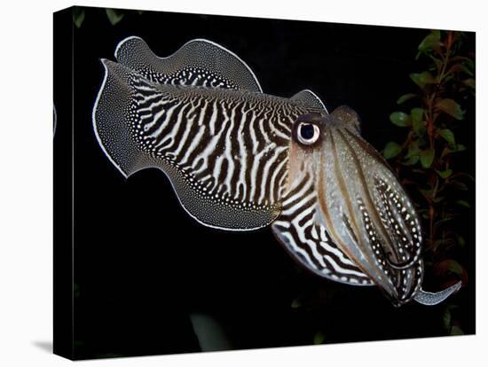 National Zoological Park: Common Cuttlefish-null-Premier Image Canvas