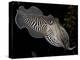 National Zoological Park: Common Cuttlefish-null-Premier Image Canvas