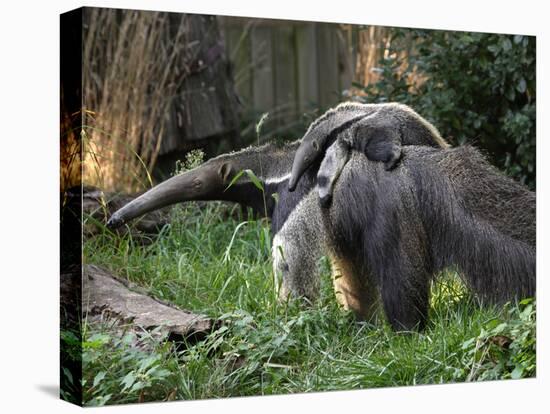 National Zoological Park: Giant Anteater-null-Premier Image Canvas