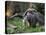 National Zoological Park: Giant Anteater-null-Premier Image Canvas