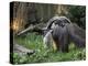 National Zoological Park: Giant Anteater-null-Premier Image Canvas