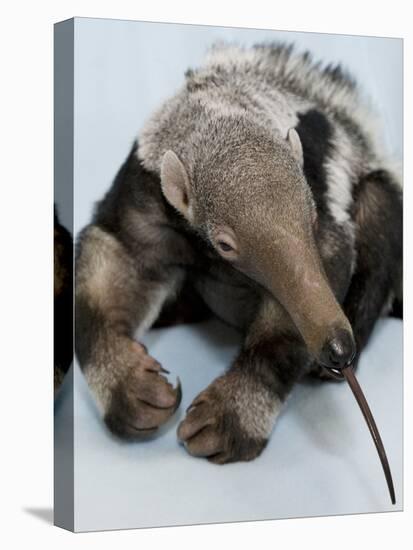 National Zoological Park: Giant Anteater-null-Premier Image Canvas