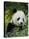 National Zoological Park: Giant Panda-null-Premier Image Canvas