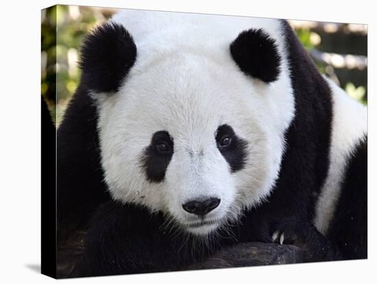 National Zoological Park: Giant Panda-null-Premier Image Canvas