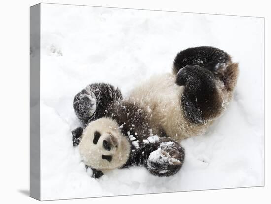 National Zoological Park: Giant Panda-null-Premier Image Canvas