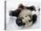 National Zoological Park: Giant Panda-null-Premier Image Canvas