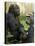 National Zoological Park: Lowland Gorilla-null-Premier Image Canvas