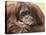 National Zoological Park: Orangutan-null-Premier Image Canvas