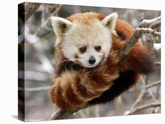 National Zoological Park: Red Panda-null-Premier Image Canvas