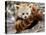 National Zoological Park: Red Panda-null-Premier Image Canvas