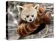 National Zoological Park: Red Panda-null-Premier Image Canvas