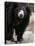 National Zoological Park: Sloth Bear-null-Premier Image Canvas