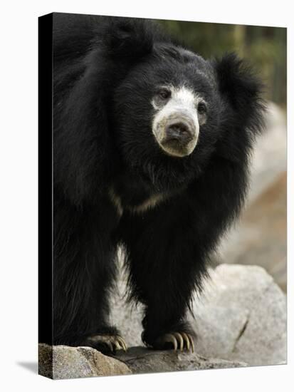 National Zoological Park: Sloth Bear-null-Premier Image Canvas