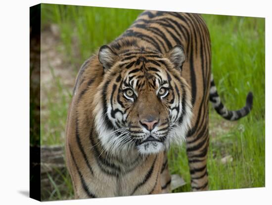 National Zoological Park: Sumatran Tiger-null-Premier Image Canvas