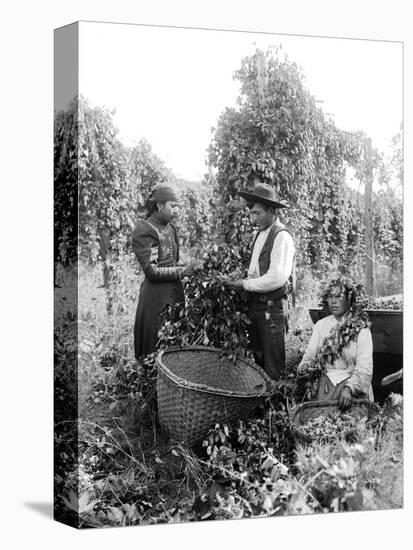 Native American Hop Pickers, 1909-Asahel Curtis-Premier Image Canvas