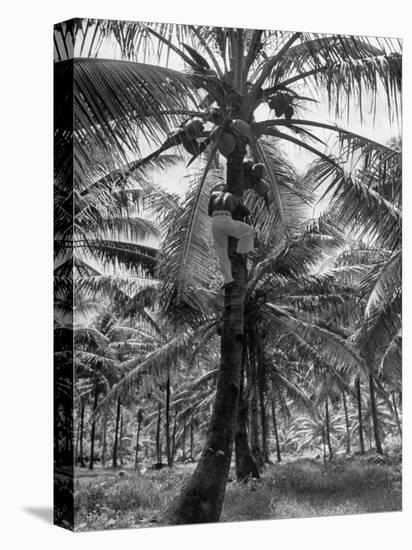 Native Preparing to Harvest the Coconuts-Eliot Elisofon-Premier Image Canvas