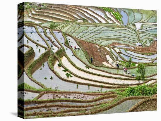 Native Yi People Plant Flooded Rice Terraces Near Laomeng Town, Jinping, Yunnan, China-Charles Crust-Premier Image Canvas