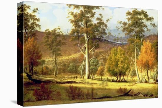 Natives in the Eucalypt Forest on Mills Plains, Patterdale Farm-John Glover-Premier Image Canvas