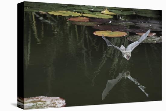 Natterer's Bat (Myotis Nattereri) About to Drink from the Surface of a Lily Pond, Surrey, UK-Kim Taylor-Premier Image Canvas