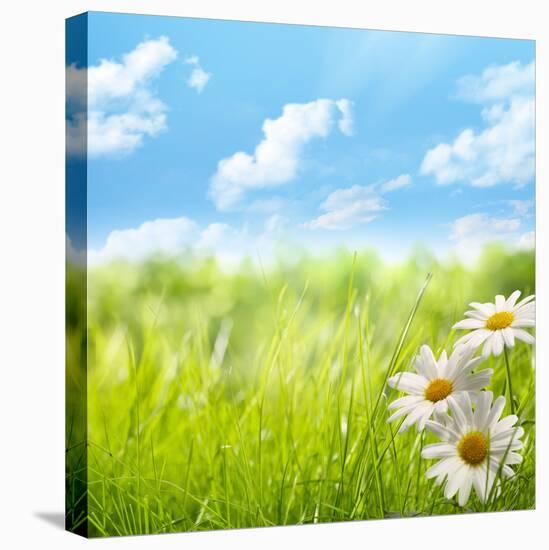 Natural Background with Daisy Flower on Grass-Liang Zhang-Premier Image Canvas