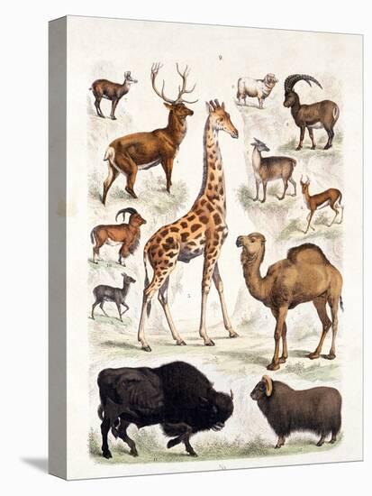 Natural History Chart of Mammals, England, 19th Century-null-Premier Image Canvas