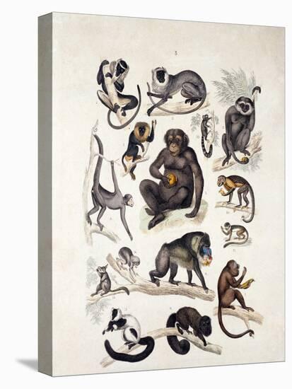 Natural History Chart of Mammals, England, 19th Century-null-Premier Image Canvas