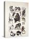 Natural History Chart of Mammals, England, 19th Century-null-Premier Image Canvas