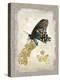 Natural Life, Rare Butterfly-Chad Barrett-Stretched Canvas