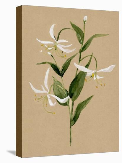 Natural Lily I-Annie Warren-Stretched Canvas