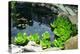 Natural Stone Pond as Landscaping Design Element-elenathewise-Premier Image Canvas