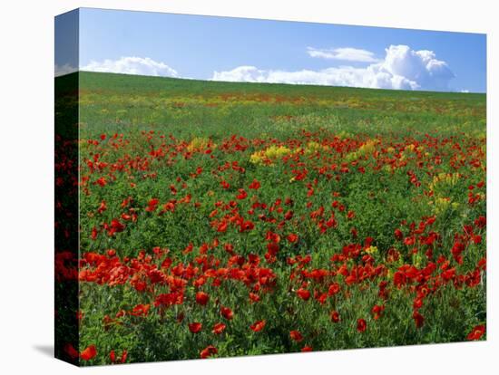 Naturalized Corn Poppies, Cache Valley, Utah, USA-Scott T. Smith-Premier Image Canvas